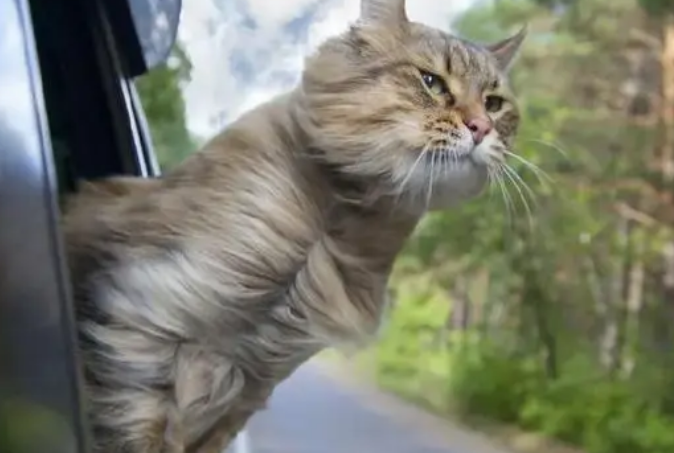 猫咪晕车怎么办?克服猫咪晕车的方法。 猫咪晕车怎么办?克服猫咪晕车的方法。
