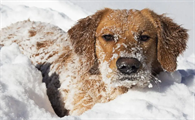 狗狗为什么不怕雪地