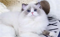 布偶猫6个月丑死了