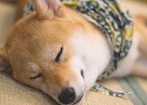留意!狗狗入睡打呼噜并不是睡个好觉,是由这种要素造成的 留意!狗狗入睡打呼噜并不是睡个好觉,是由这种要素造成的