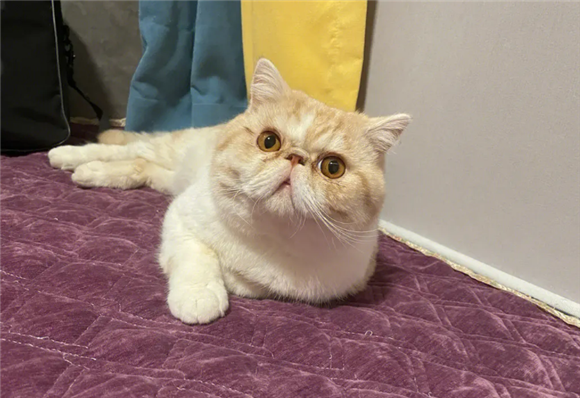 北京买加菲猫的猫舍 北京买加菲猫的猫舍