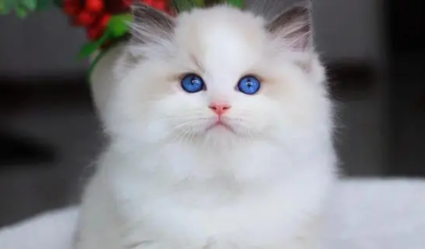 布偶猫乱抓东西怎么办？如何训练