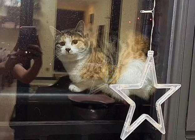 猫咪站在20楼的窗外栏杆上，仔细一看心疼极了