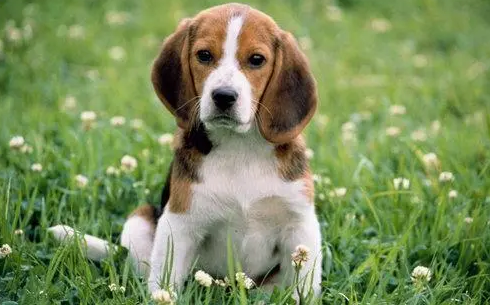 狂犬病后期抽搐居然活了能打疫苗吗