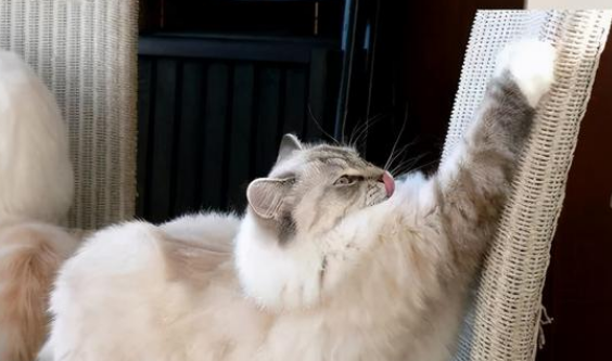 怎样训练猫咪磨爪子？