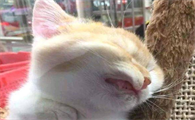 猫咪一夜之间突然头抬不起来？来看看吧