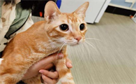 今日看点：不亲人的猫能改过来吗？