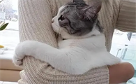 猫咪为什么非要人抱抱它