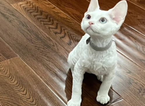 重点色德文猫如何繁殖 重点色德文猫如何繁殖