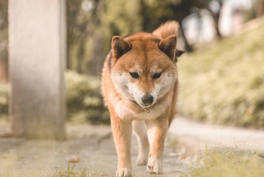 狗狗总舔你的手脚，是想告诉你这种事，请别不清楚