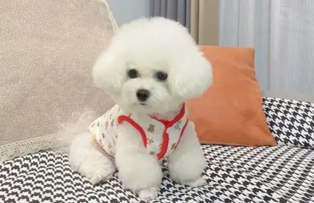 比熊如何剪毛漂亮?这些方法要掌握 比熊如何剪毛漂亮?这些方法要掌握