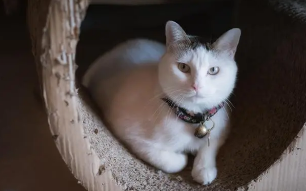 猫咪感冒打喷嚏可以自愈吗? 猫咪感冒打喷嚏可以自愈吗?