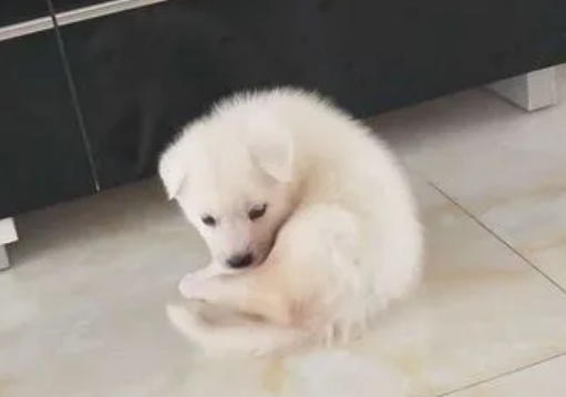 2个月的萨摩耶怎么养