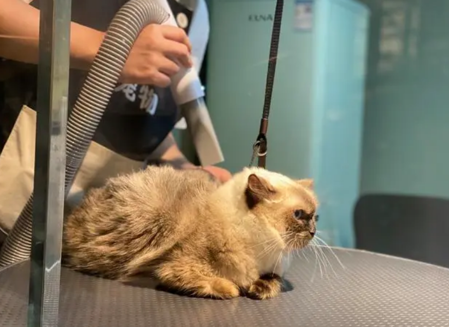 宠物店如何给猫咪洗澡