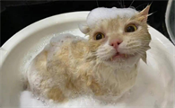 猫咪一辈子不洗澡可不可以?