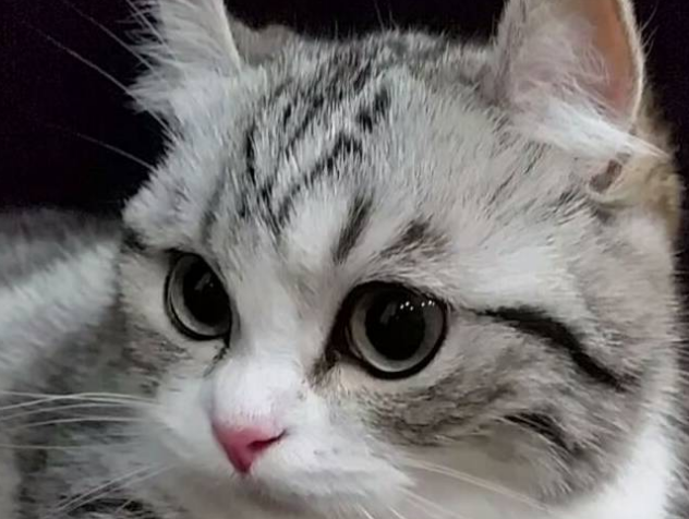 心慌慌,感觉被什么盯上了?为何有些猫咪喜欢偷偷盯着主人 心慌慌,感觉被什么盯上了?为何有些猫咪喜欢偷偷盯着主人