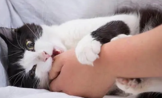 猫咪为什么老是抓你 猫咪为什么老是抓你