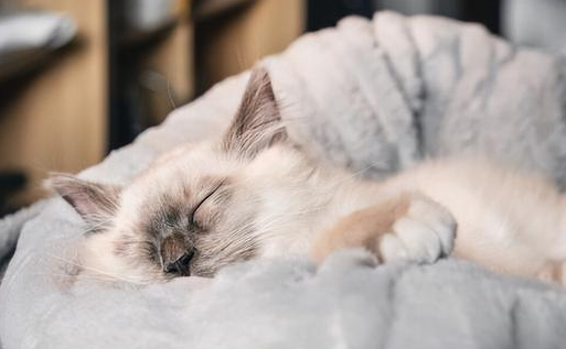 猫咪睡觉总是累醒是什么原因