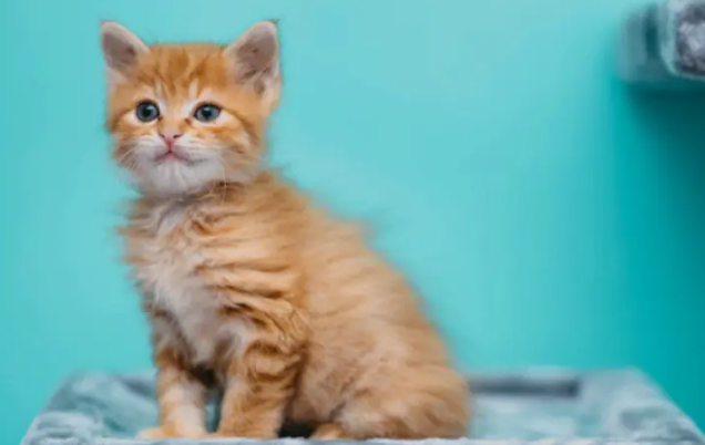 猫打疫苗会有不良反应吗