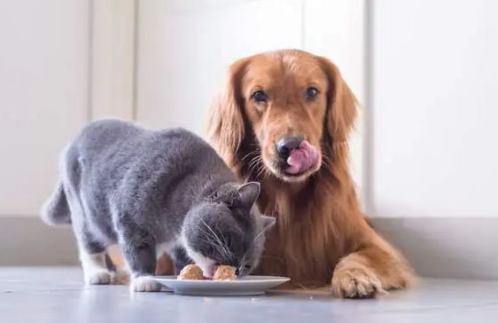 宠物到底是狗还是猫 宠物到底是狗还是猫