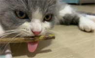猫猫尿路感染会怎么样?