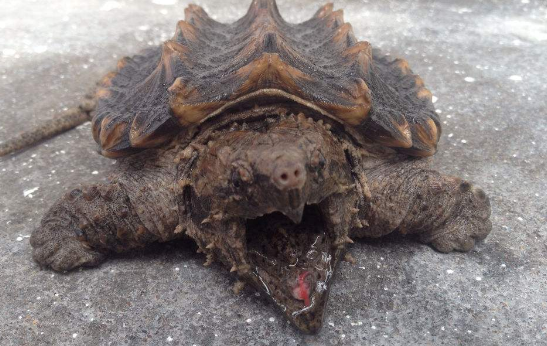 真鳄龟怕冷吗? 真鳄龟怕冷吗?