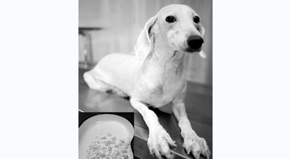 犬尿结石的诊断要点是什么？来看一下