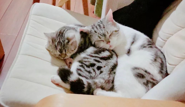 当你的猫咪有10个“小变化”时，说明它怎么了？