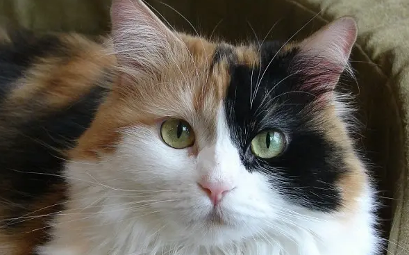 猫咪泪痕比较多要怎么调理?猫咪泪痕处理方法