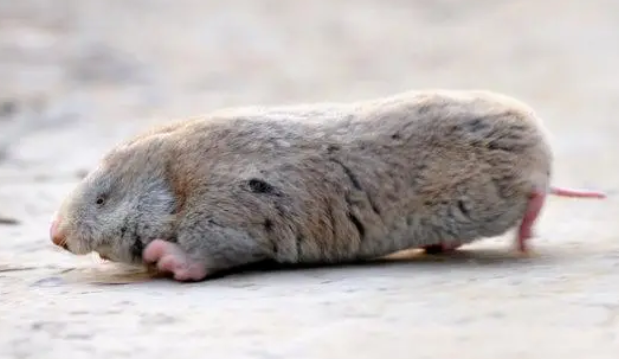 鼢鼠血多少钱一斤 鼢鼠血多少钱一斤