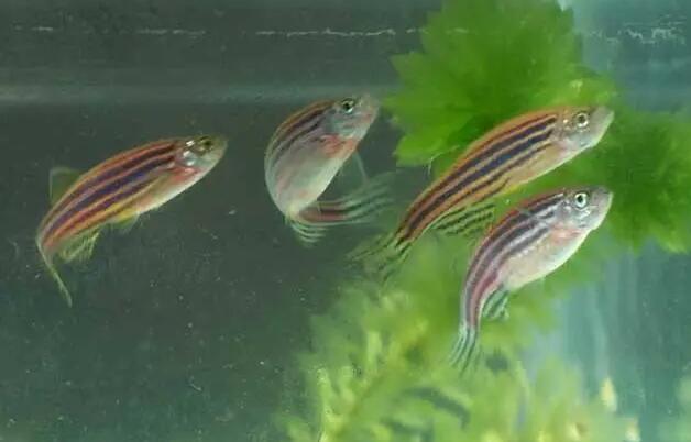 斑马鱼怎么养比较好