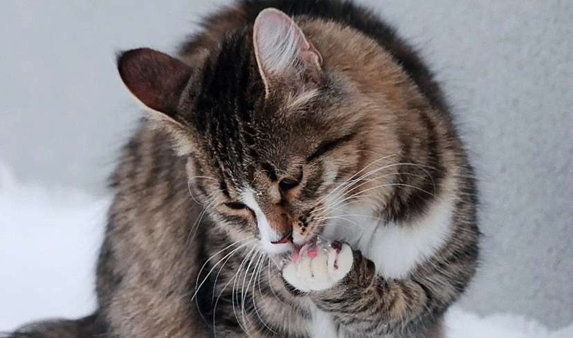 猫咪为什么喜欢扑朋友脸上