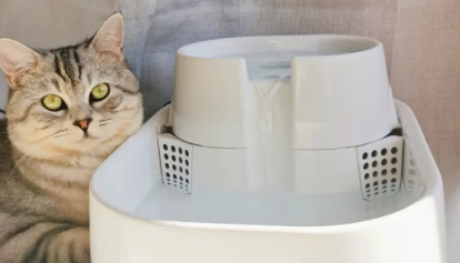 猫咪饮水机恒温好吗 猫咪饮水机恒温好吗