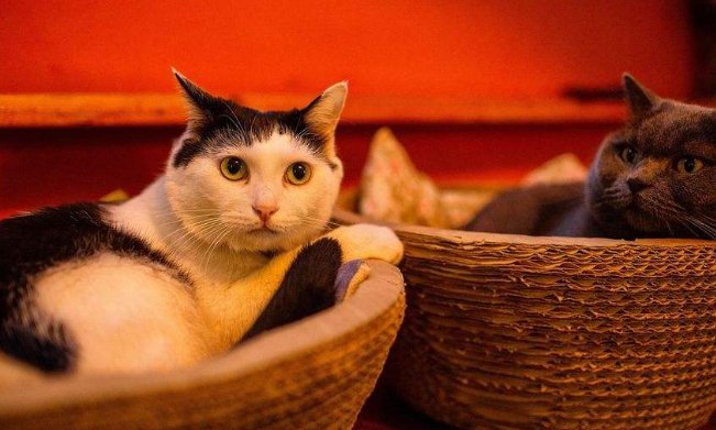 要怎么驯服流浪猫?驯服流浪猫技巧! 要怎么驯服流浪猫?驯服流浪猫技巧!