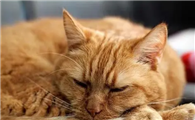 猫患病症状有哪些?