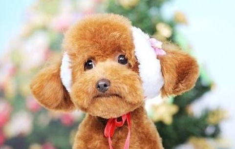 泰迪犬站立该如何训练？看了以后你能如梦初醒！