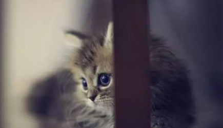如何把猫咪训练的听话乖巧，让猫咪听话的秘密！
