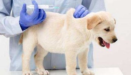 狗打过预苗以后腿瘸，狗打过预苗腿瘸正常吗？