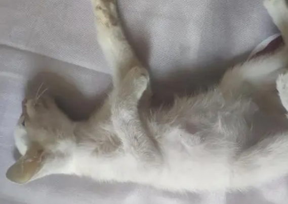 猫传腹传染给别的猫的几率大吗