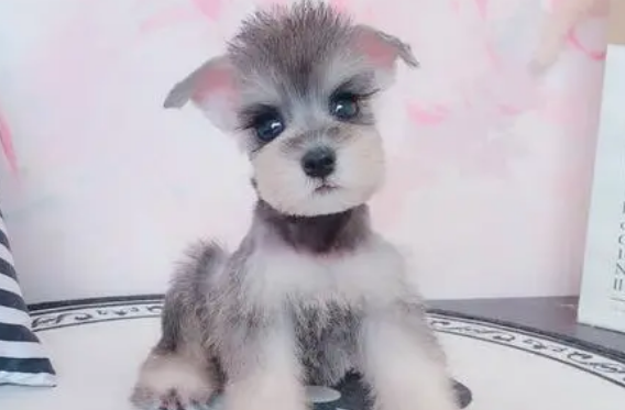适合家养的小型犬有哪些? 适合家养的小型犬有哪些?