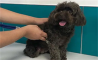 泰迪狗狗子宫蓄脓怎么治疗啊