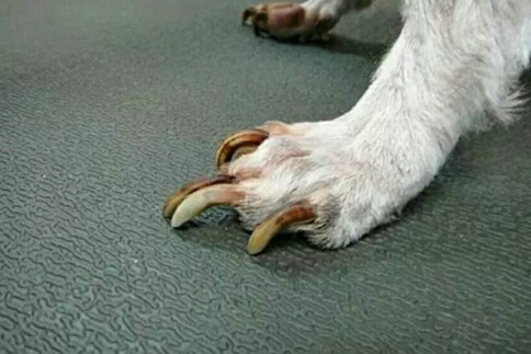 为什么要看狗狗指甲长不长