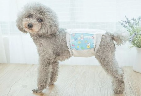 小泰迪一岁三个月,来月经该怎么办? 小泰迪一岁三个月,来月经该怎么办?