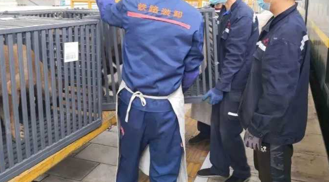高铁宠物托运怎么弄 高铁宠物托运怎么弄