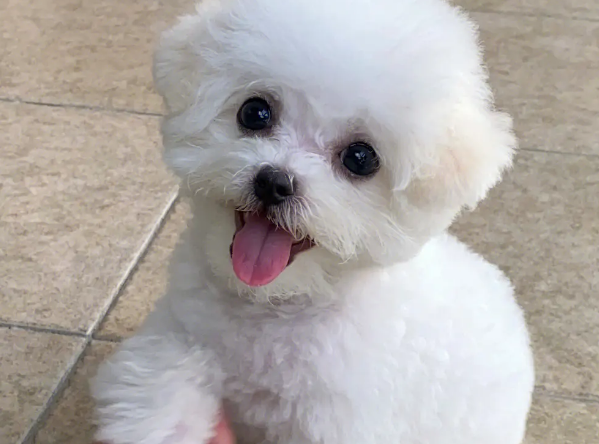 狗狗的护肤小知识，它来咯！