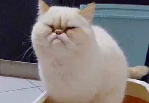 猫咪怕不怕狐臭