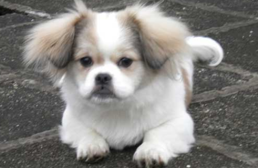 杂交蝴蝶犬长大的样子