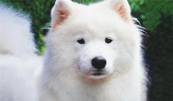 狗狗不吃东西的原因是什么?该怎么办?