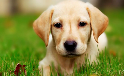 拉布拉多犬的“缺点”多?但依然有很多人养它 拉布拉多犬的“缺点”多?但依然有很多人养它