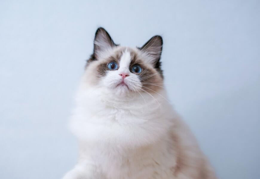 不同品种的猫咪,像重点色的布偶猫和暹罗猫可以交配吗? 不同品种的猫咪,像重点色的布偶猫和暹罗猫可以交配吗?